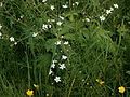 Ranunculus aconitifolius