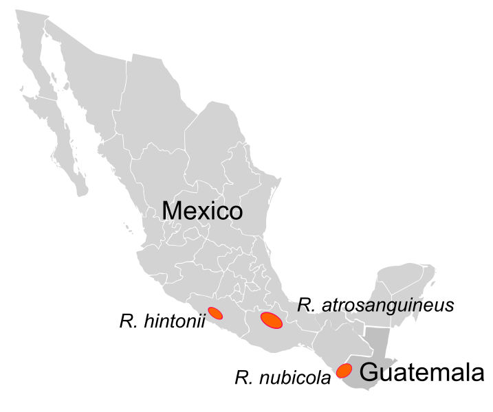 File:Rhodochiton Distribution.svg