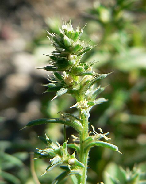 File:Salsola tragus 3.jpg