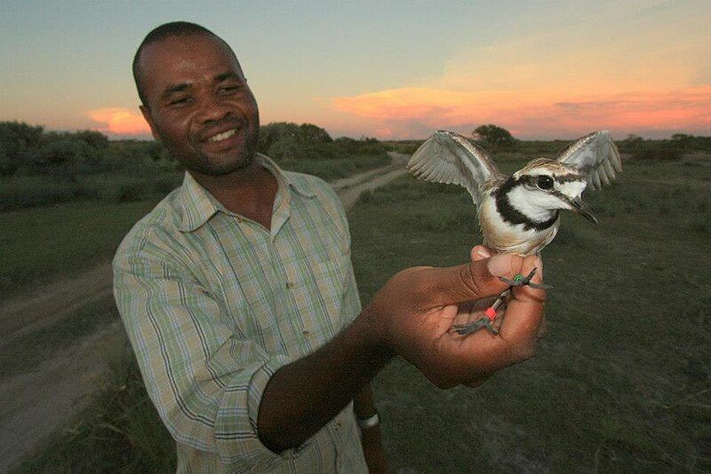 File:Sama Madagascar plover.jpg