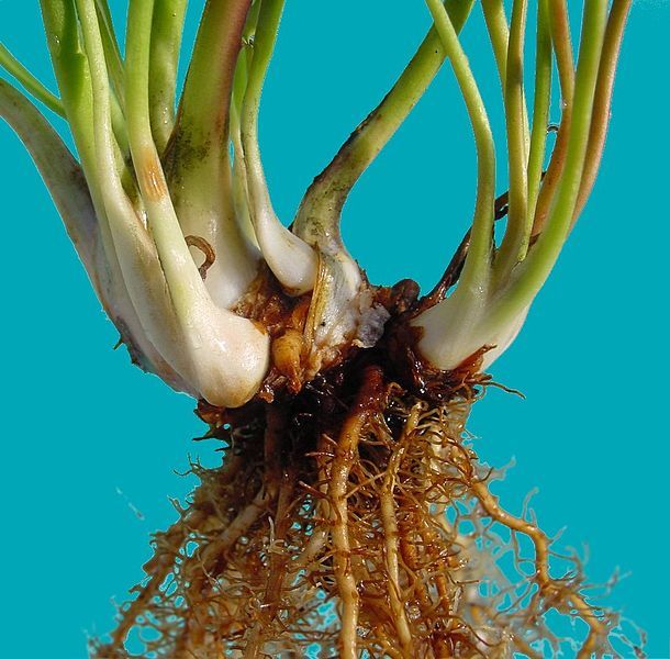 File:Sarracenia rhizome.JPG