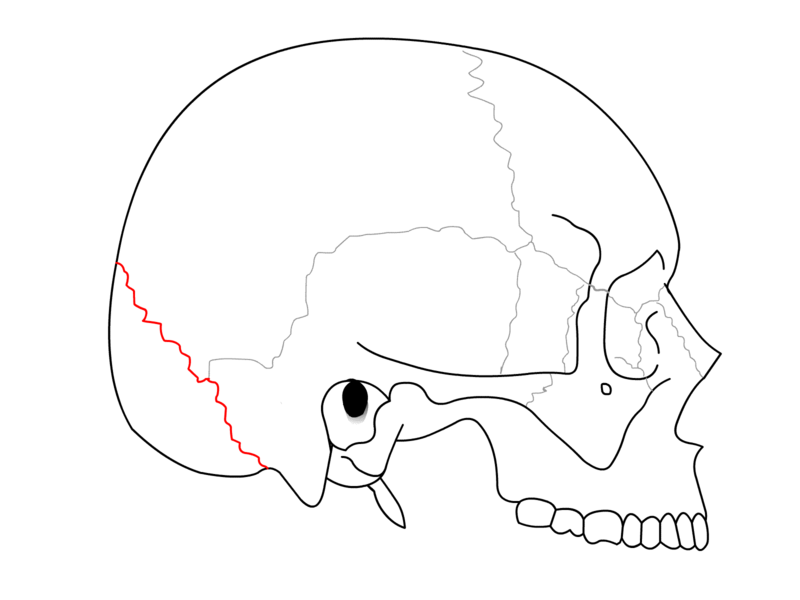 File:SchaedelSeitlichSutur2.png