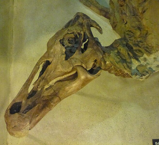 File:Senckenberg mummy 3.jpg