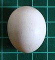 Senegal parrot egg (on 1 cm grid)