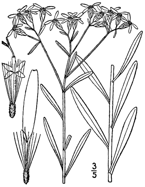 File:Sericocarpus linifolius BB-1913.png