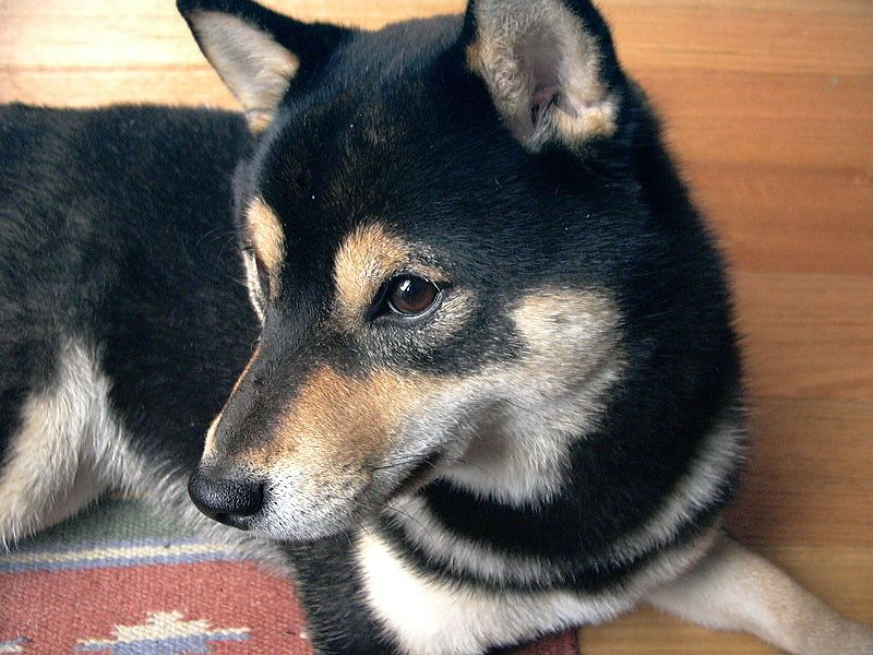 File:Shiba inu blacktan.jpg