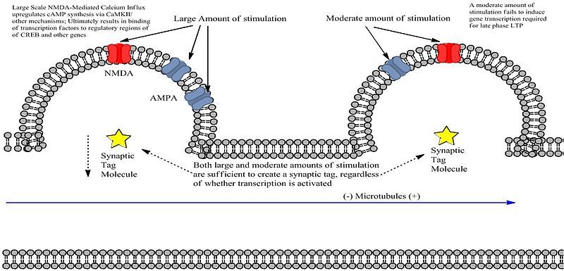 File:Stfigure1.jpg