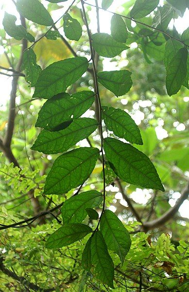 File:Streblus asper leaves.jpg