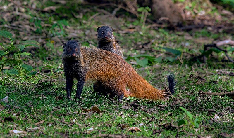 File:Stripe-necked mongoose.jpg