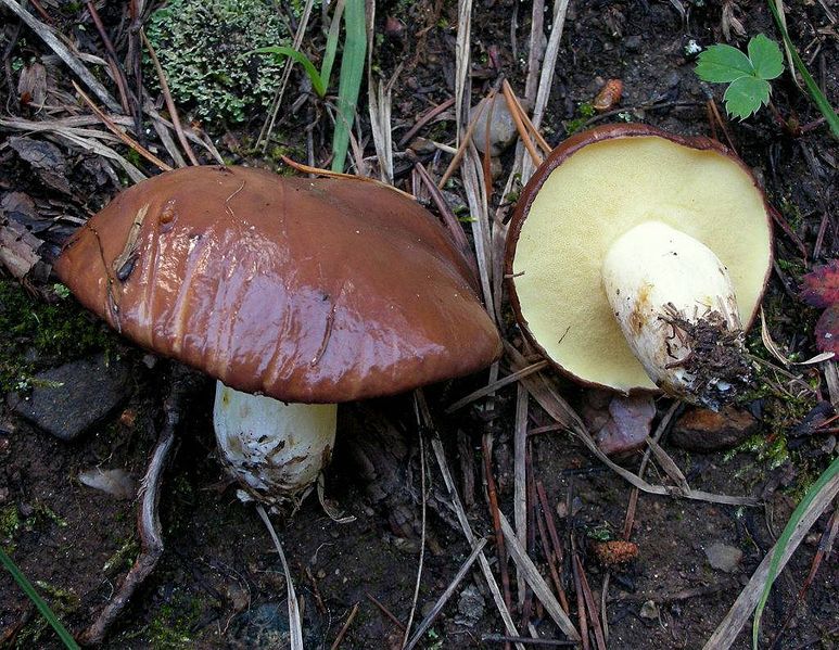 File:Suillus brevipes 98931.jpg