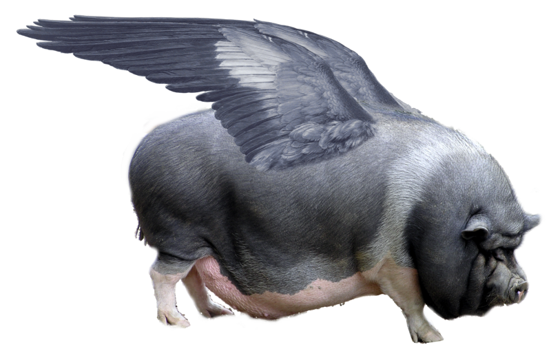 File:Sus scrofa avionica.png