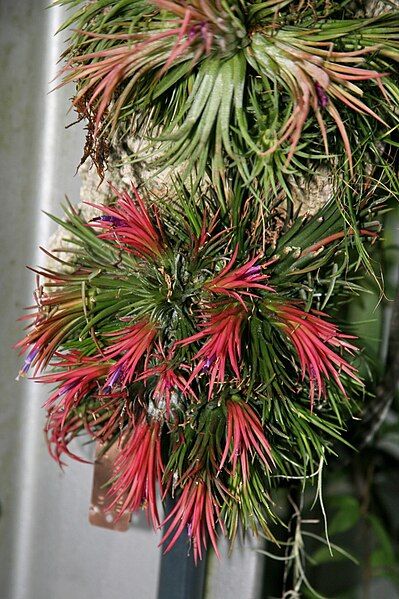 File:Tillandsia ionantha 2.jpg