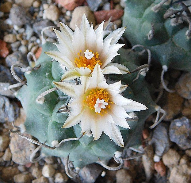 File:Turbinicarpus klinkerianus (20977264820).jpg