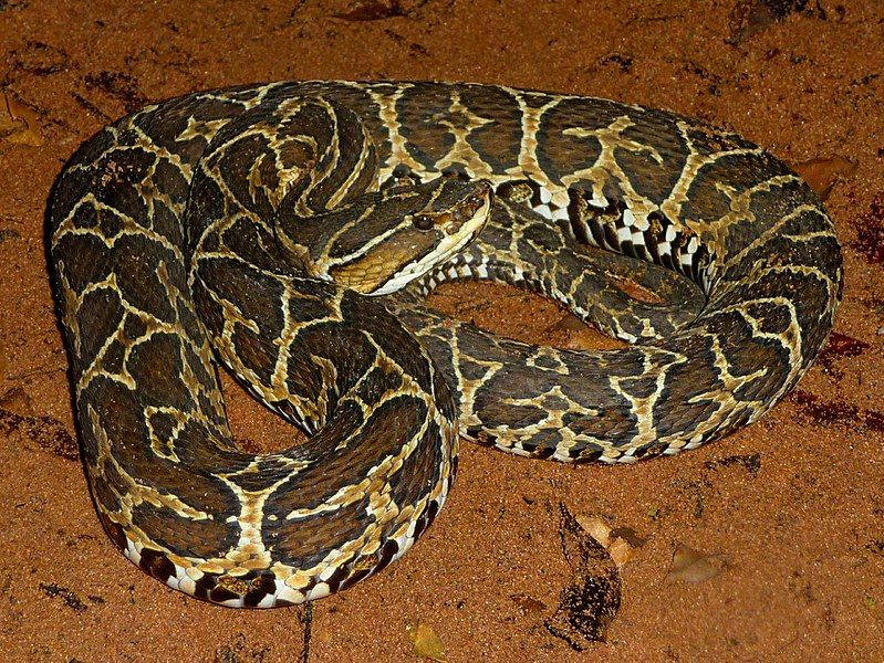 File:Urutú-cruzeiro (Bothrops alternatus).jpg