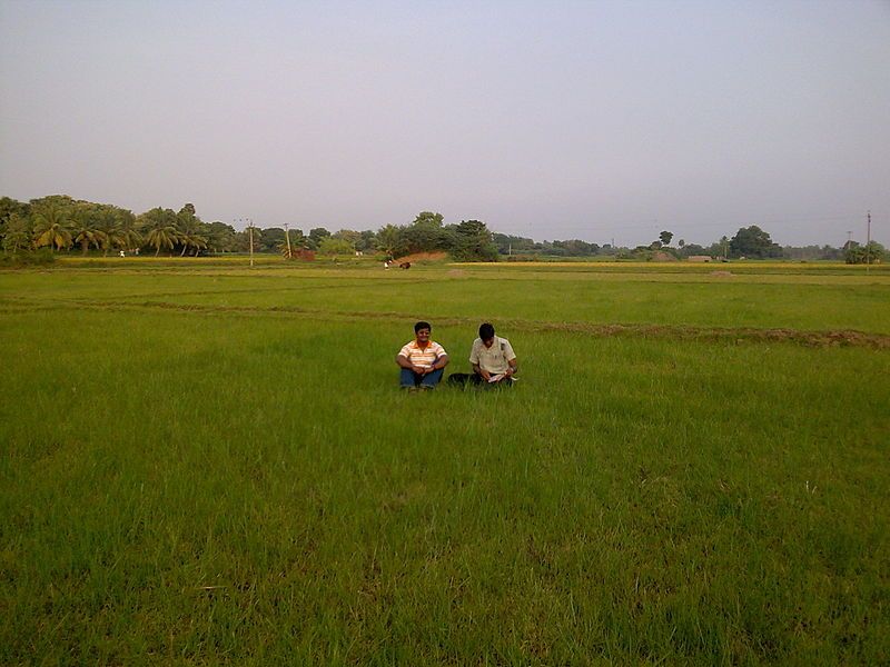 File:Vadamanappakkam agriculture.jpg