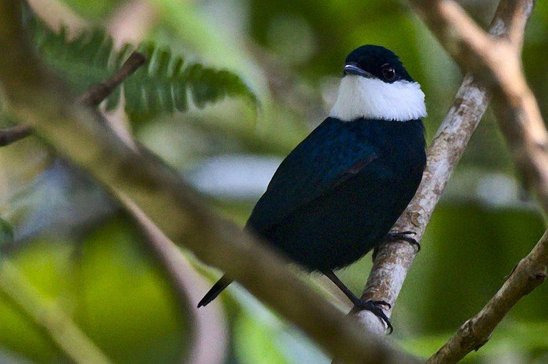 File:White-bibbed Manakin.jpg