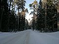 E. Damaševičiaus alley in winter