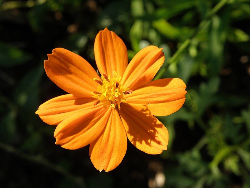 File:Yellow flower closeup.JPG