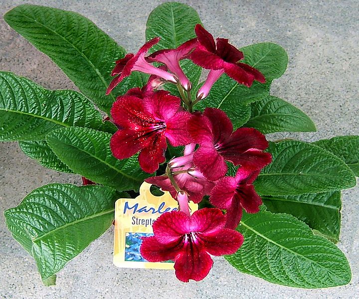 File:2007-03-20Streptocarpus01.jpg