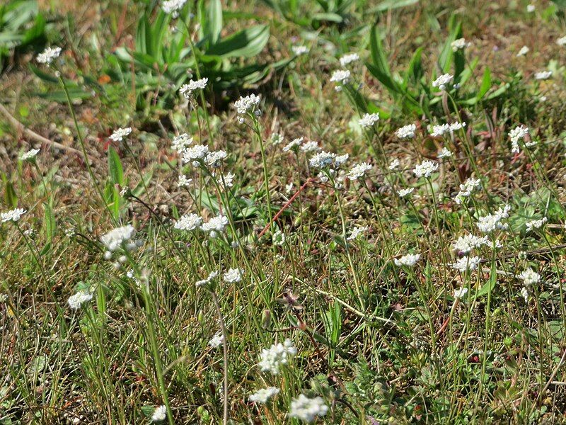 File:20170409Teesdalia nudicaulis10.jpg