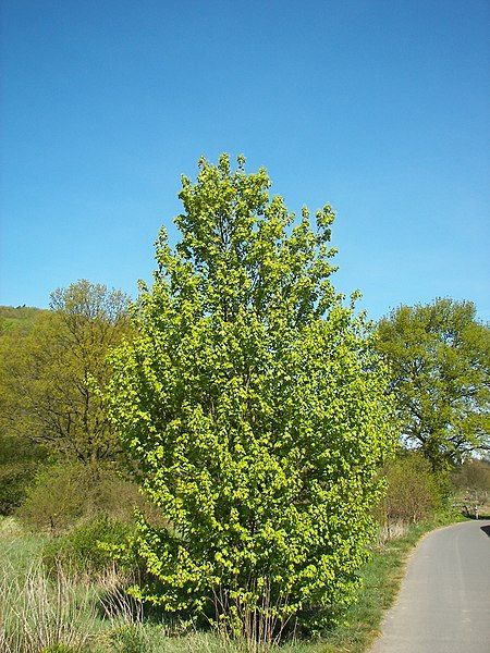 File:Acer campestre 003.jpg