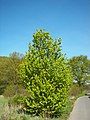 Field maple, Germany