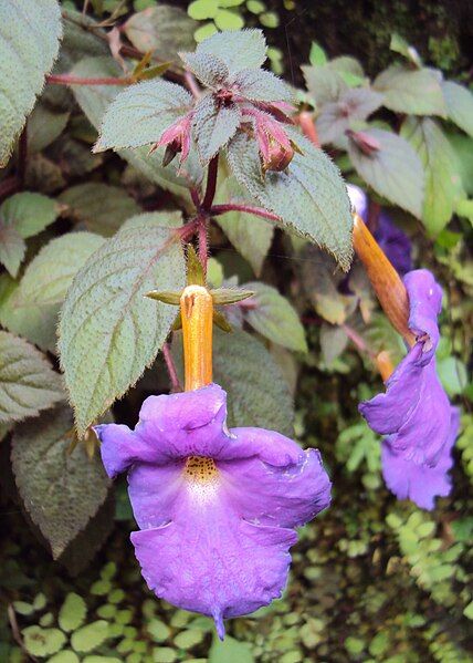 File:Achimenes longiflora.jpg