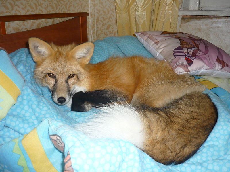 File:Adisey fox.JPG