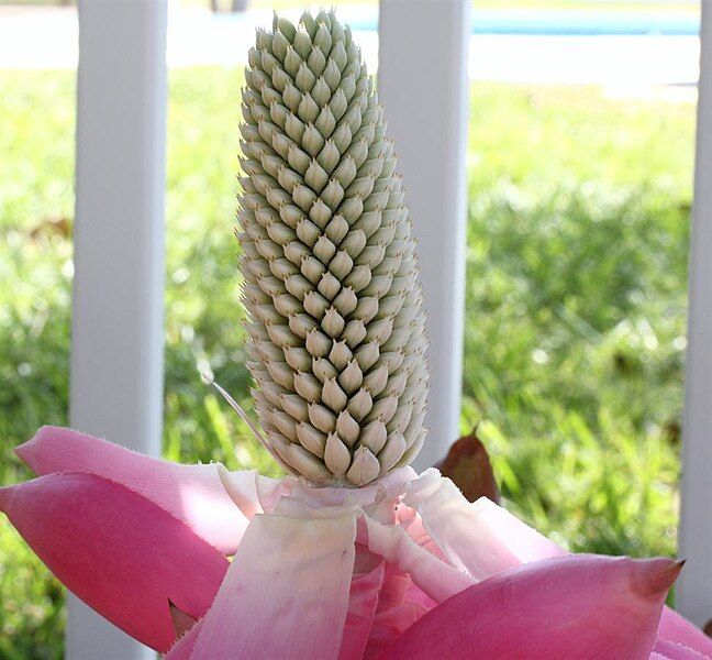 File:Aechmea mariae-reginae 20090430.jpg