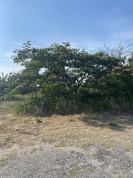 File:Albizia julibrissin 399607729.jpg