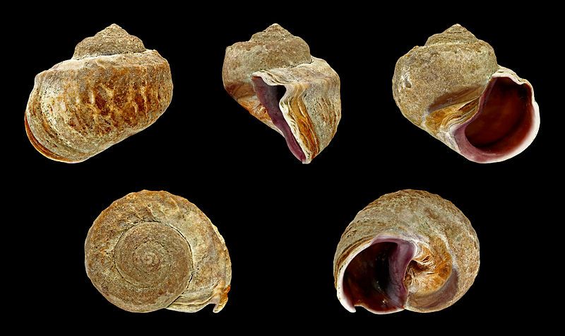 File:Amphibola crenata 01.jpg