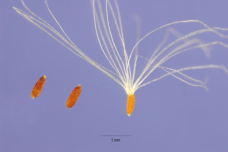 File:Anaphalis margaritacea seed.jpg