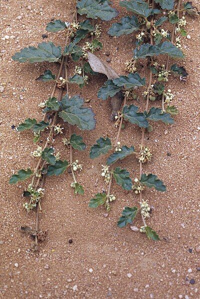 File:Androcalva procumbens.jpg