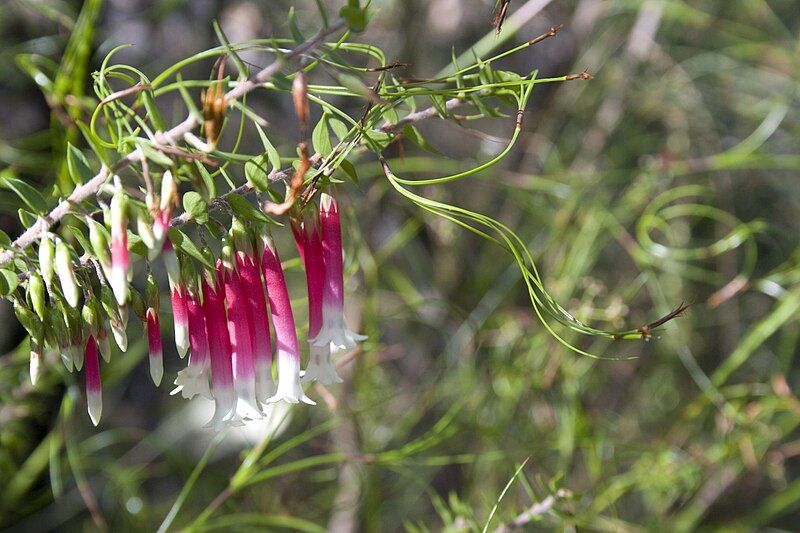 File:Another flower thingy.jpg