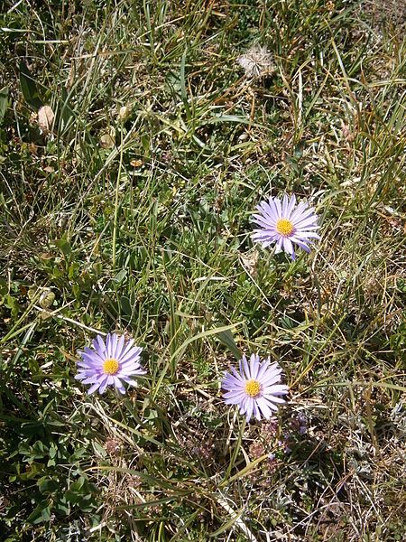 File:Aster alpinus002.JPG