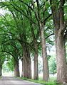 'Belgica' avenue in the Netherlands (2007)