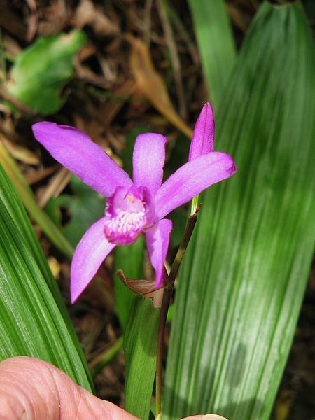 File:Bletilla striata01.jpg