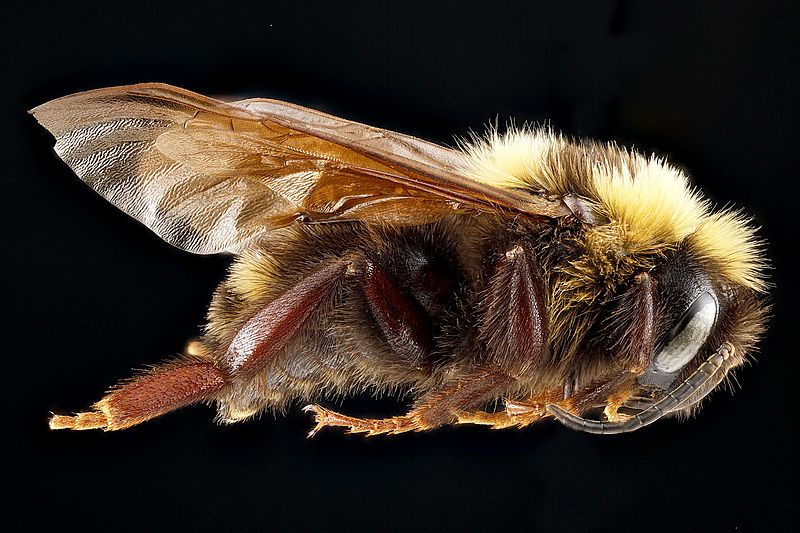 File:Bombus variabilis m.jpg