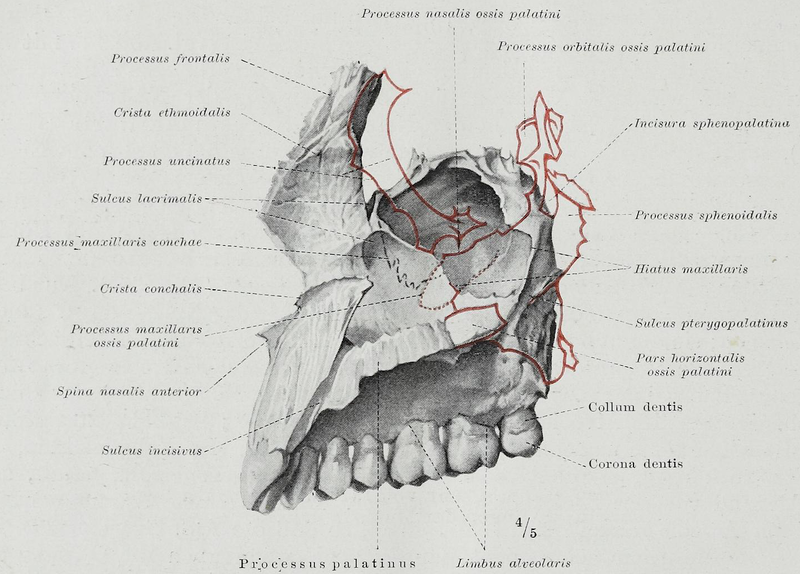 File:Braus 1921 355.png