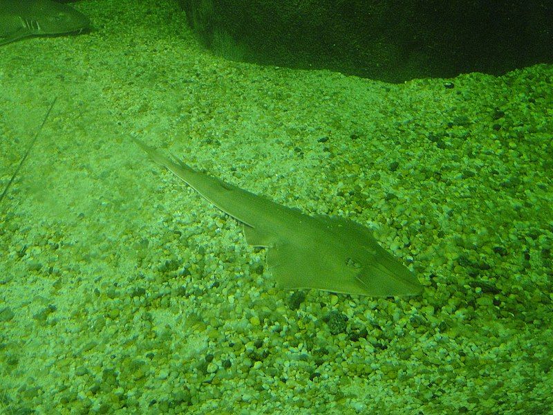 File:Brazilian Guitarfish.jpg