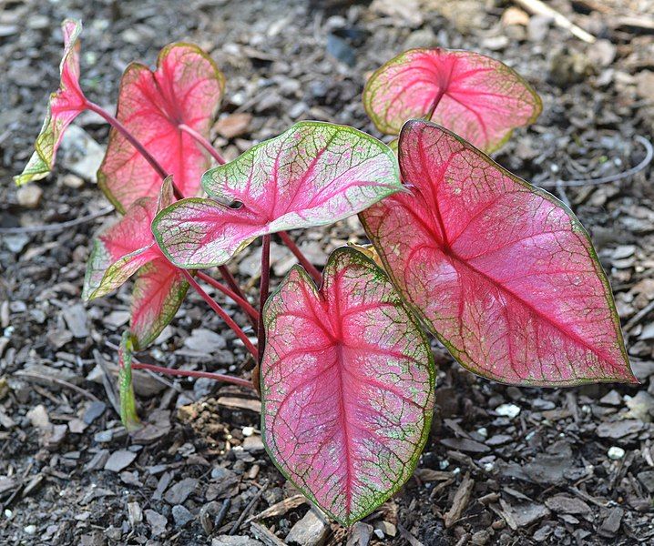 File:Caladium 'Party Punch'.JPG