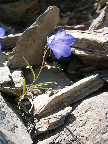 File:Campanula scheuchzeri005.jpg