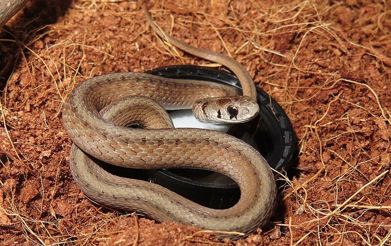 File:Captive Dekay's Brownsnake.jpg