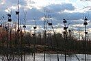 Heron rookery in the Carp Hills