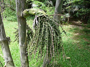 Unripe fruit