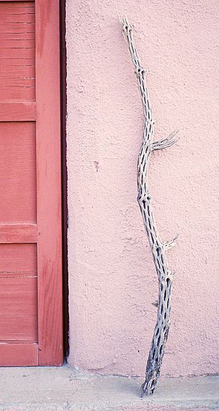 File:Cholla cane1.jpg