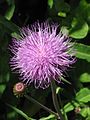 Cirsium helenioides