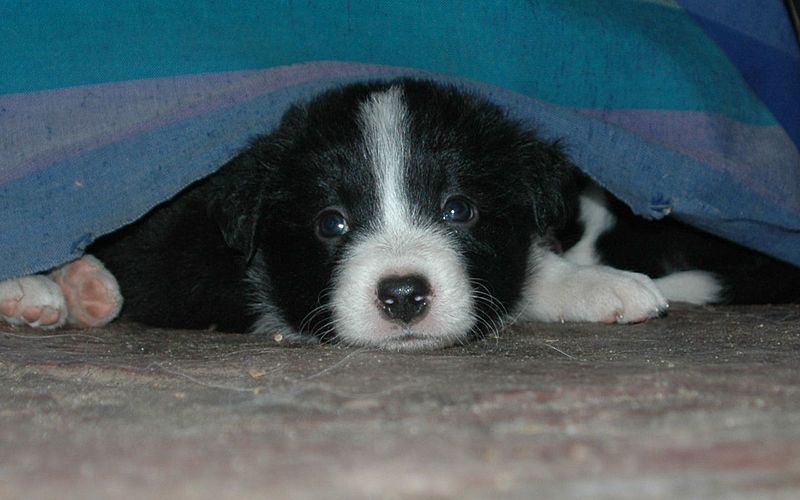 File:Collie Puppy 2010.JPG