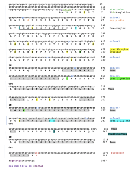 File:Conceptual translation ~YIF1A.png