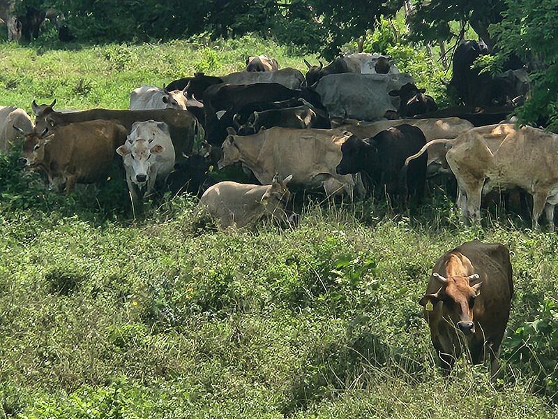 File:Cows 20230603 095244.jpg